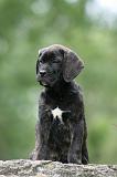 CANE CORSO 1145
